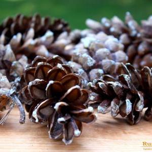 10 Medium-large Pine Cones- Autumn Crafts, Fall..