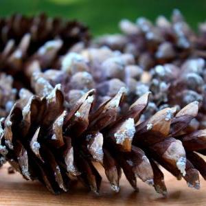 10 Medium-large Pine Cones- Autumn Crafts, Fall..
